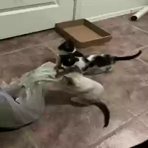 adoptable Cat in Phoenix, AZ named 4 kittens